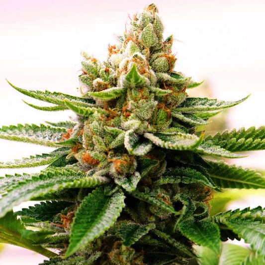 Skywalker OG Cannabis
